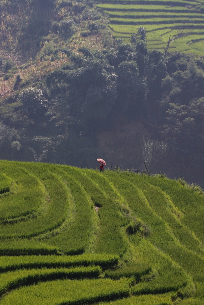 A woman stands with an umbrella amongst rice fields and mountains in the Lao Cai region, where the Tan Ta May family call home. 